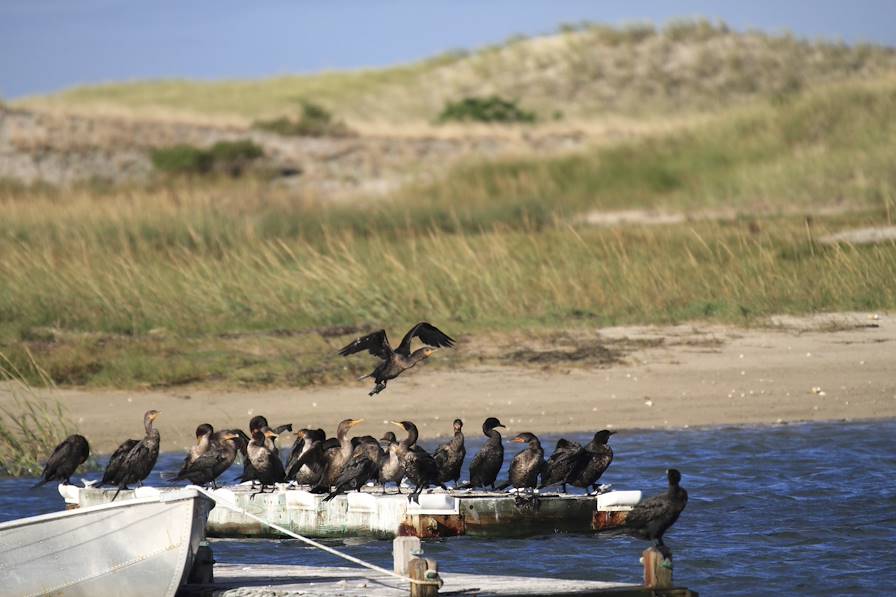 Cape Cod - Massachusetts - Etats-Unis © natureniche / Getty Images / iStockphoto