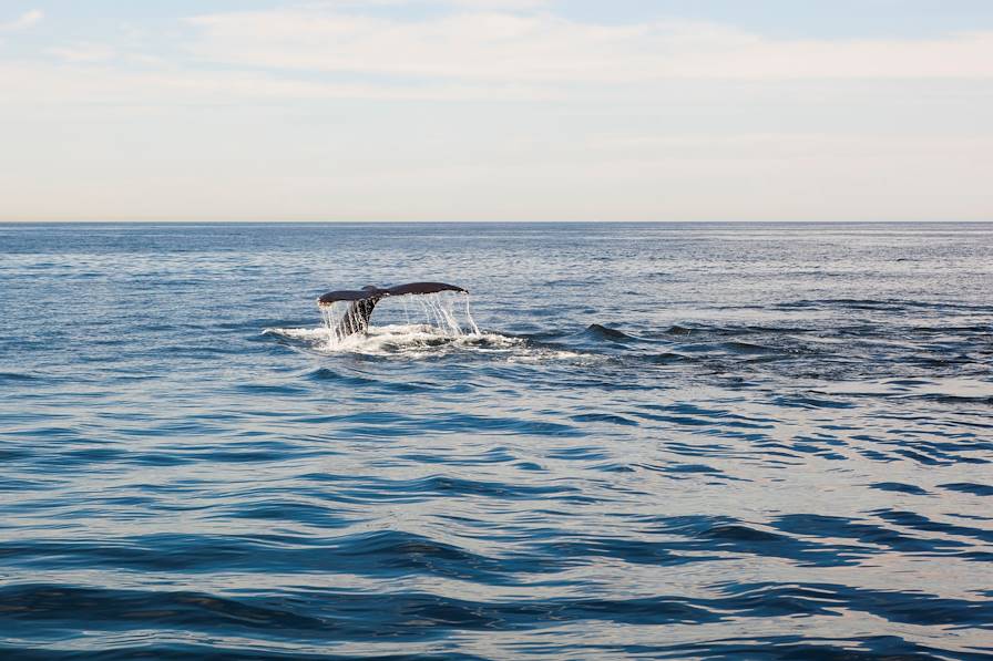 Cap Cod - Massachusetts - Etats-Unis © mamahoohooba / Getty Images / iStockphoto