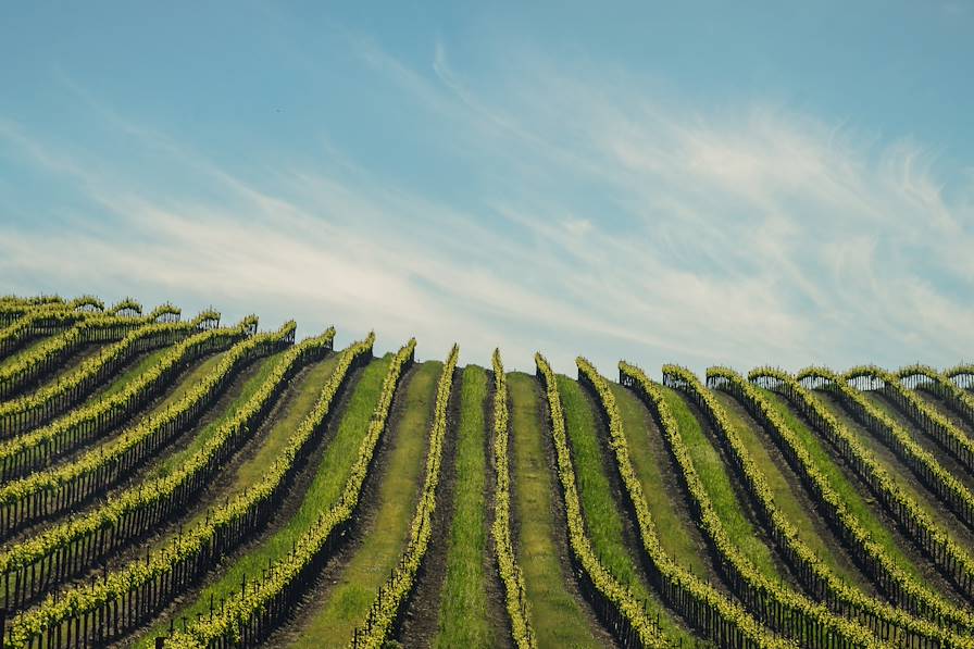 Napa Valley - Californie - Etats-Unis © Ina Dabi/iStock/Getty Images Plus