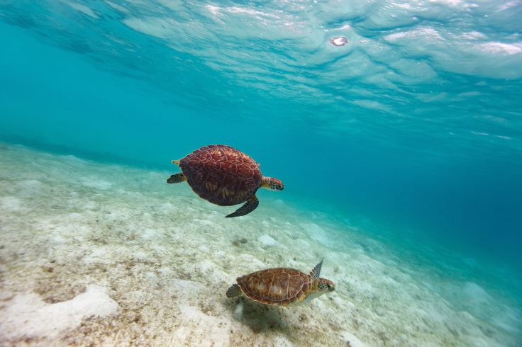 Snorkeling © Alexander Shalamov/BlueOrange Studio/stock.adobe.com 