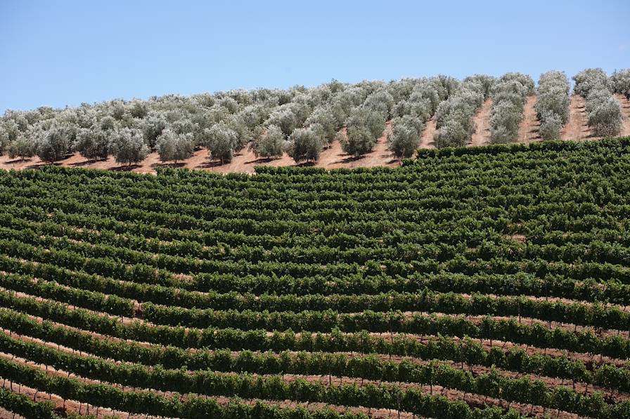 Route des Vins - Afrique du Sud © Marion Osmont