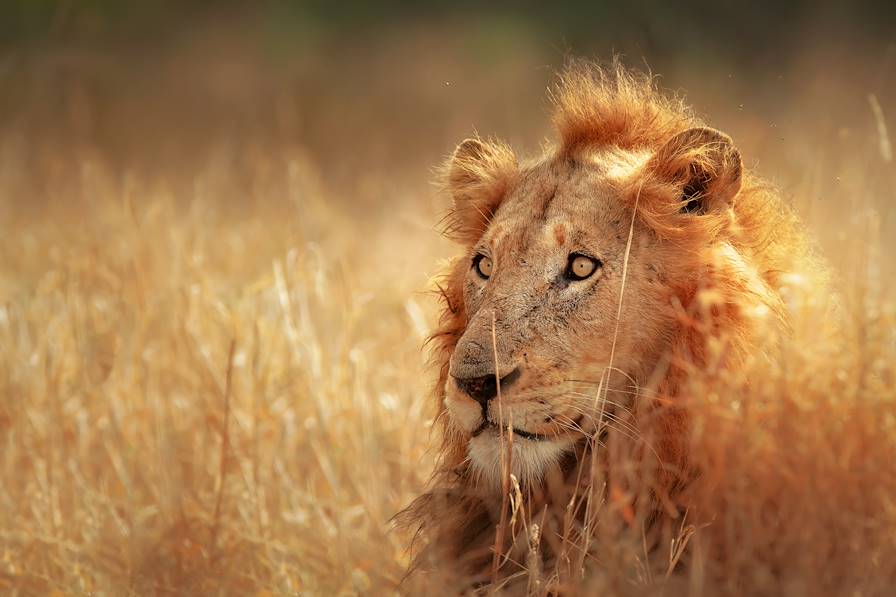 Parc Kruger - Afrique du Sud © Johan Swanepoel / iStockphoto / Thinkstock