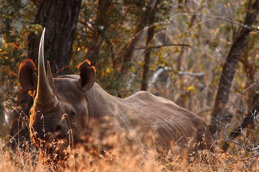 Hluhluwe - Afrique du Sud © Droits reservés