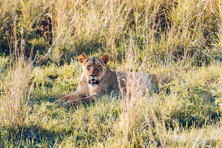 Parc Kruger - Afrique du Sud © Olivier Romano