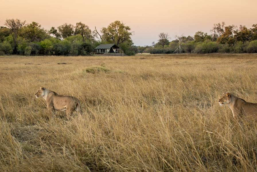 Khwai - Botswana © Andrew Howard