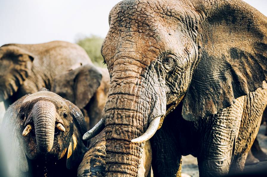 Parc Kruger - Afrique du Sud © Olivier Romano