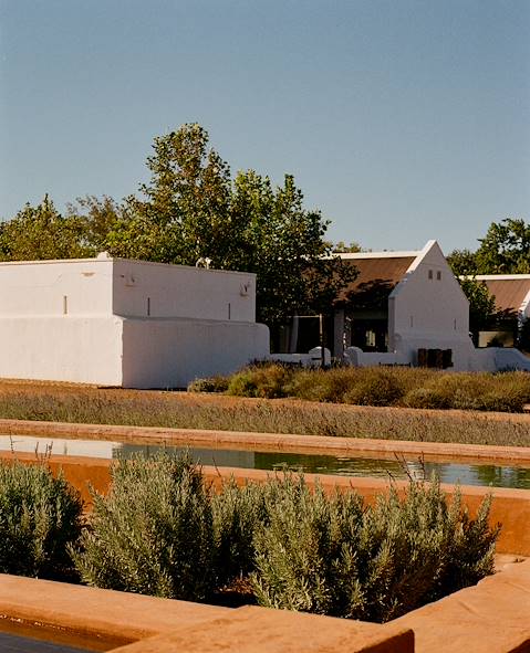 Vignoble - Le Cap - Afrique du Sud © Paloma Saint Léger