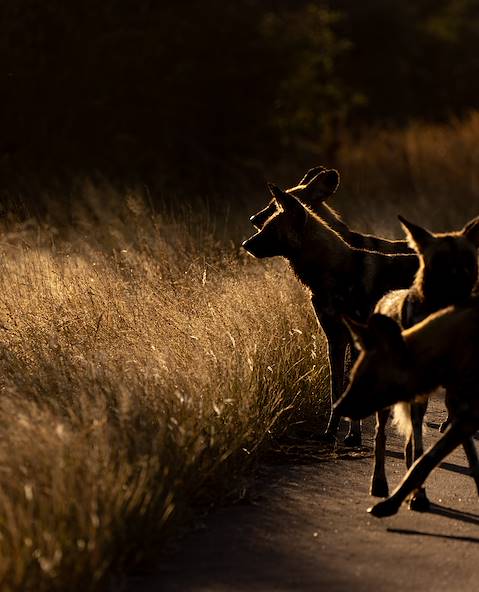 Wild dogs © Jurgens/stock.adobe.com