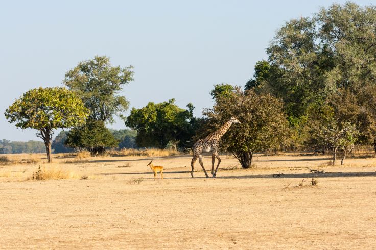 Parc National Luangwa - Zambie © ALCE/Fotolia