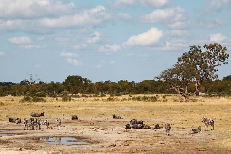 Parc national Hwange - Province du Matabeleland Nord - Zimbabwe © David Brunet