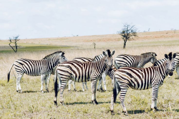 Zimbabwe © Olivier Romano