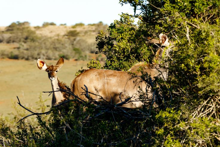 Afrique © thespecialistsa/markdescande/Getty Images/iStockphoto