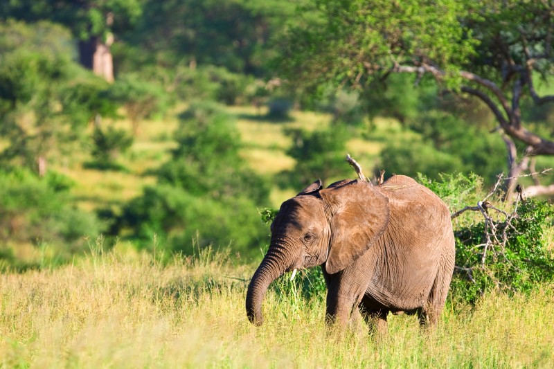 Eléphant dans le parc naturel du Tarangire