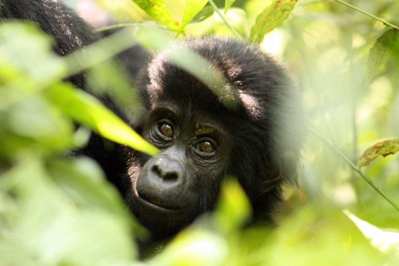 bébé gorille dans la foret en Ouganda