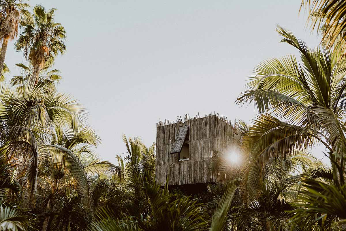Cabane au milieu des palmiers