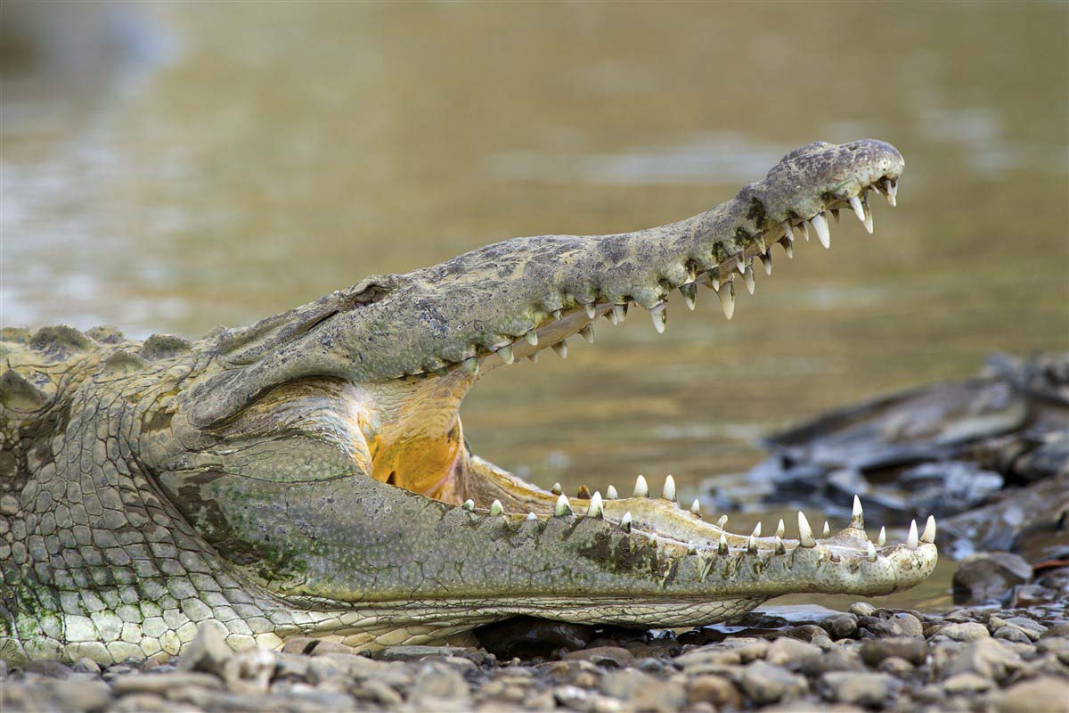crocodile au Costa Rica