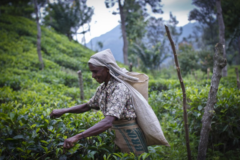 cueillette du thé au Sri Lanka