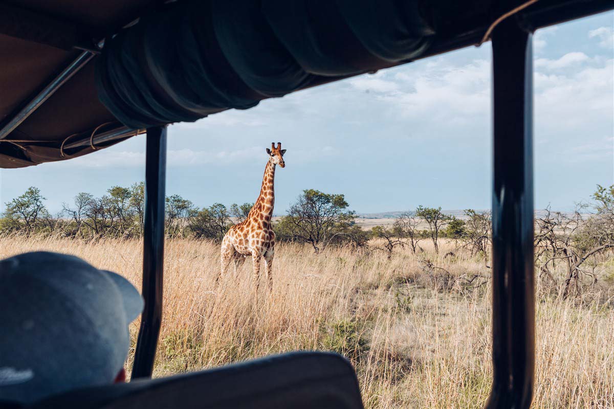 Girafe en Afrique du Sud