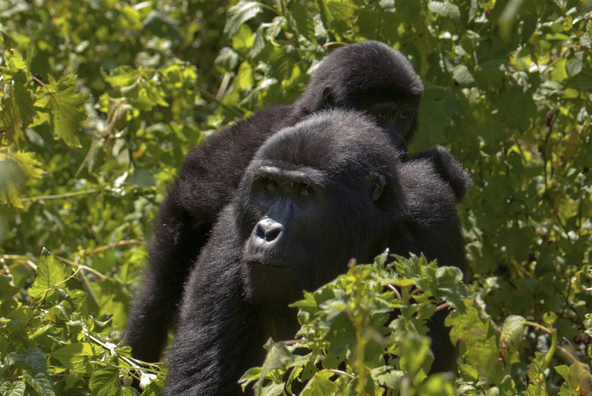 voir des gorilles au rwanda