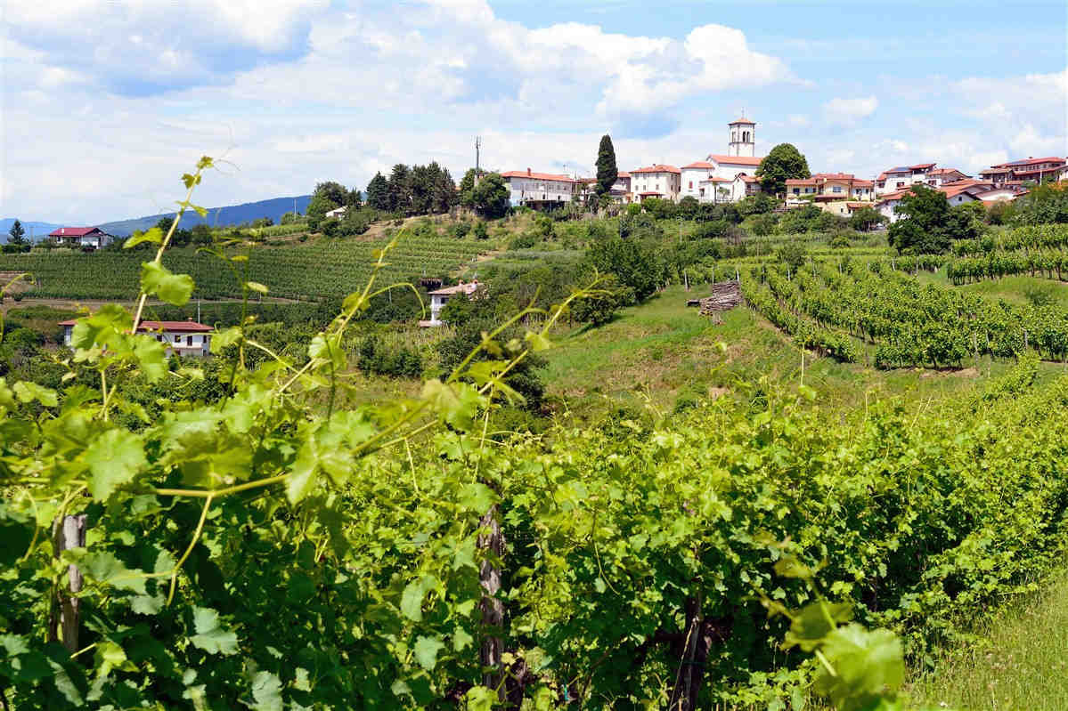 vignobles de Goriska Brda