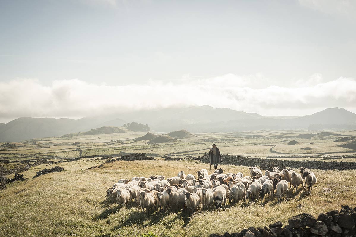 Moutons à El Hierro