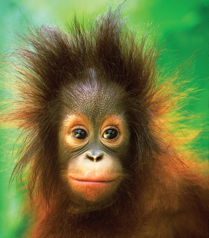 Bébé orang-outan