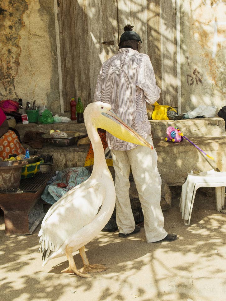 pélican au Sénégal