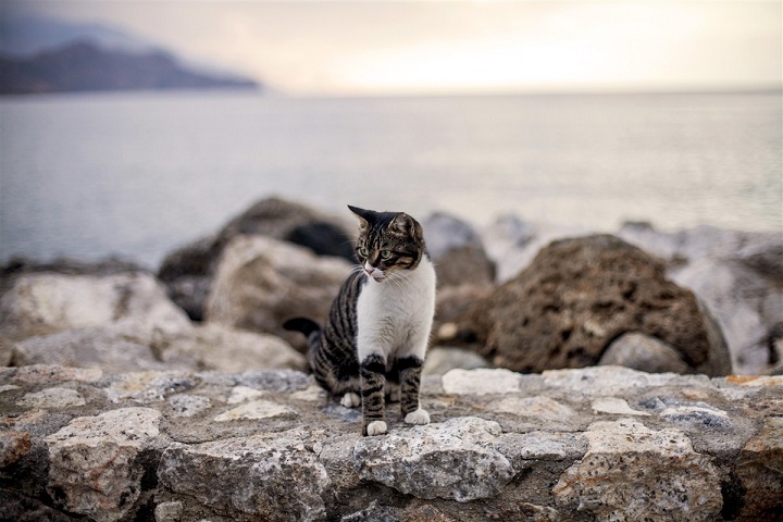 petit chat en Crète