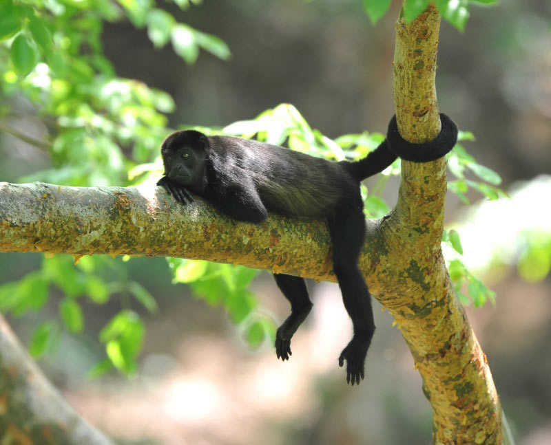 singe hurleur au Costa Rica