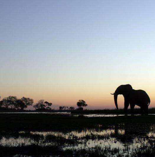 A vivre au Botswana avant qu'il ne soit trop tard