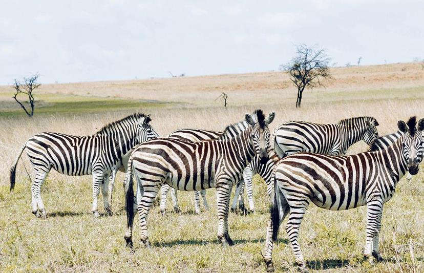 Les grandes réserves animalières d'Afrique du Sud