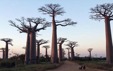 Madagascar, le zébu philosophe