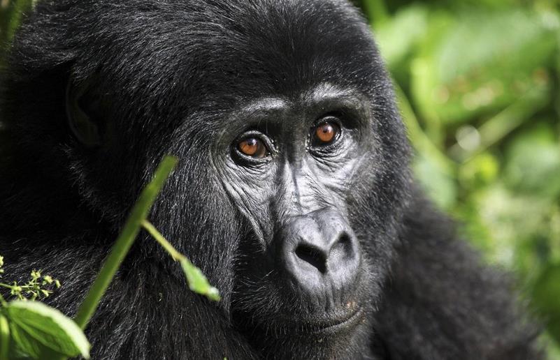 Rencontres avec les gorilles en Ouganda